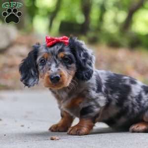 Emmy, Dachshund Puppy